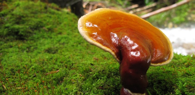 reishi