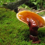 reishi