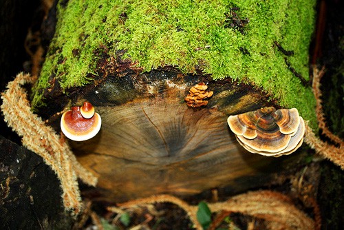 reishi shiitake