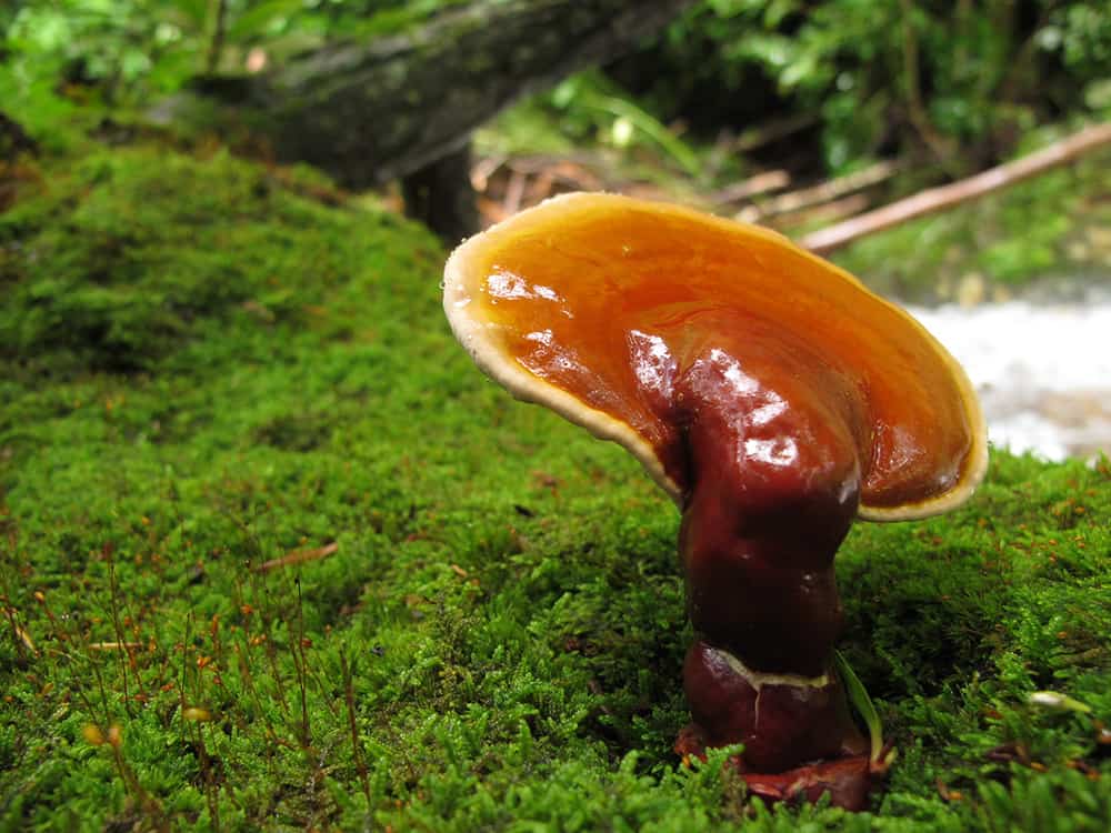 reishi