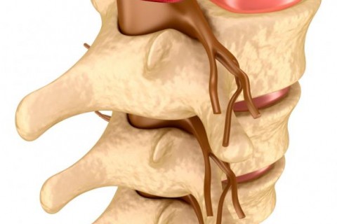 medula osea