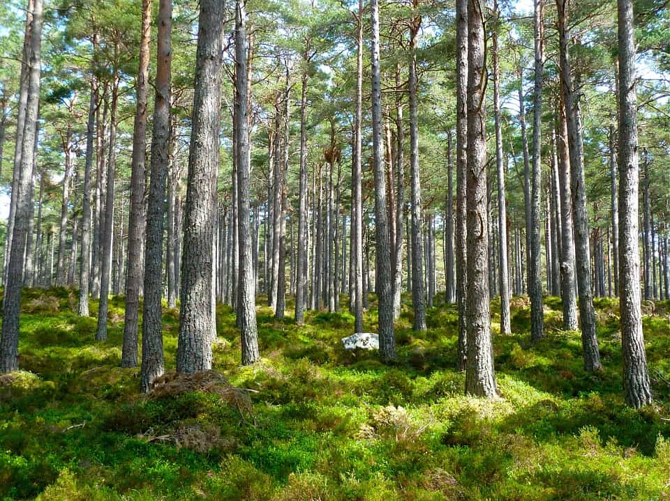 cuidar el planeta con envases plásticos desechables o biodegradables