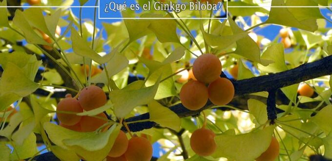 que-es-el-ginkgo-biloba